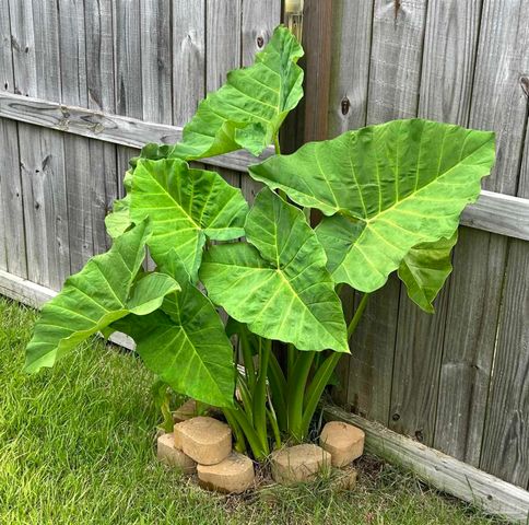 5761 Danbury Blvd, Pace, FL 32571