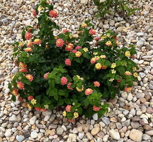 5761 Danbury Blvd, Pace, FL 32571