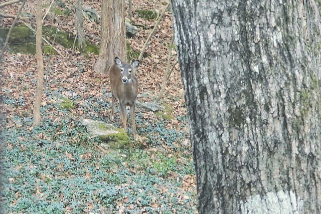 211 River Bend Road, Branson, MO 65616