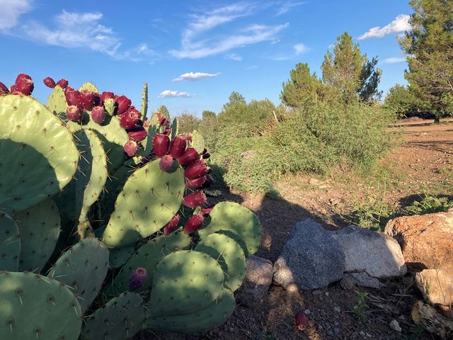 819 Webster, Fort Davis, TX 79734