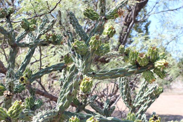 819 Webster, Fort Davis, TX 79734