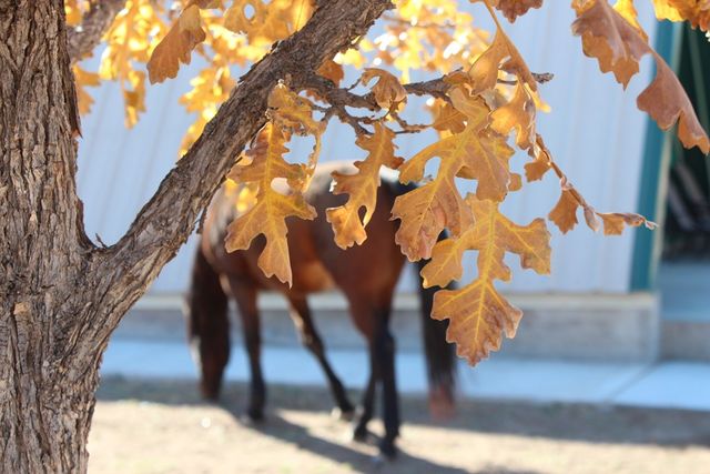 819 Webster, Fort Davis, TX 79734