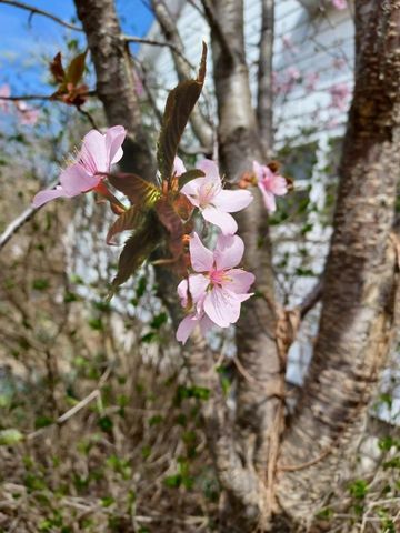 100 Westwood Street, Hillsdale City, MI 49242