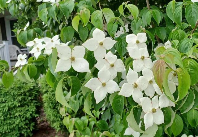 100 Westwood Street, Hillsdale City, MI 49242