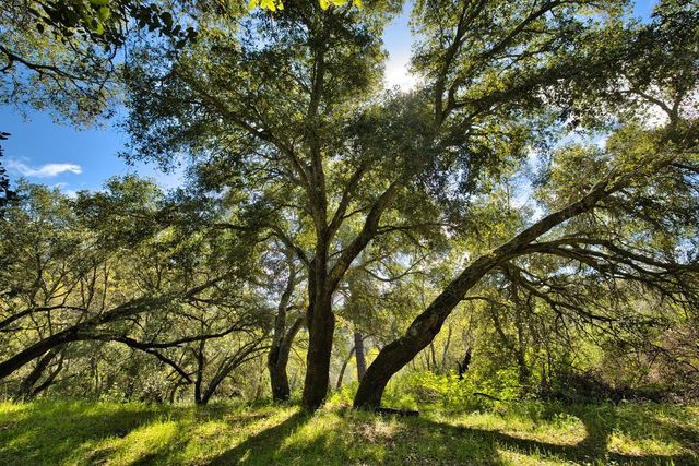 15805 Uvas Road, Morgan Hill, CA 95037