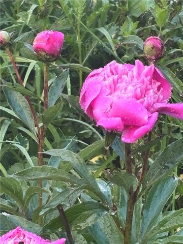 2358 Mount Vernon Avenue, Murrysville, PA 15632