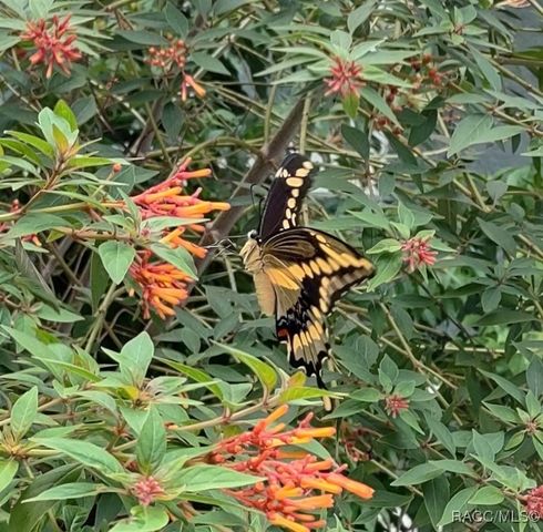 6505 E Amity Street, Inverness, FL 34452