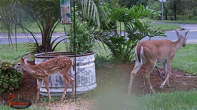 6505 E Amity Street, Inverness, FL 34452