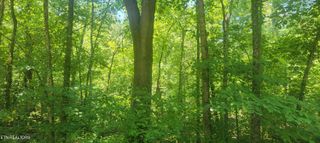 Shadden Rd, Tellico Plains, TN 37385