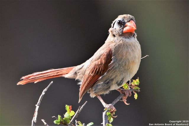 2320 fiedler road, Harper, TX 78028