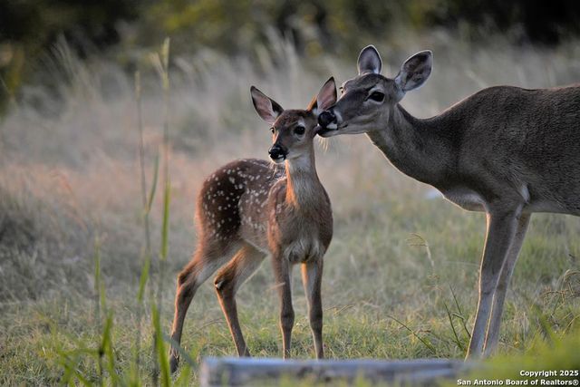 2320 fiedler road, Harper, TX 78028