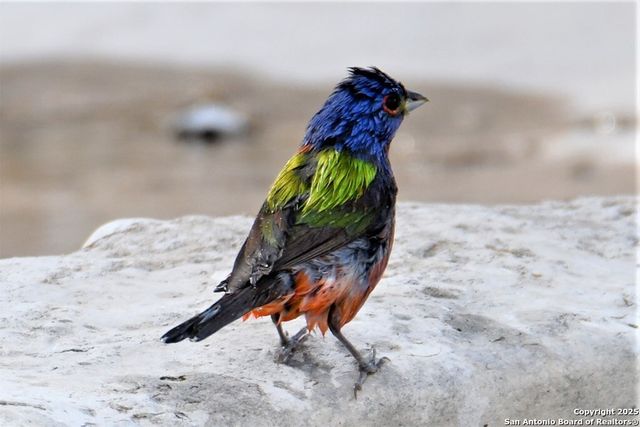 2320 fiedler road, Harper, TX 78028