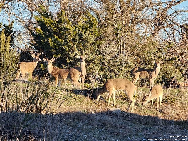 2320 fiedler road, Harper, TX 78028