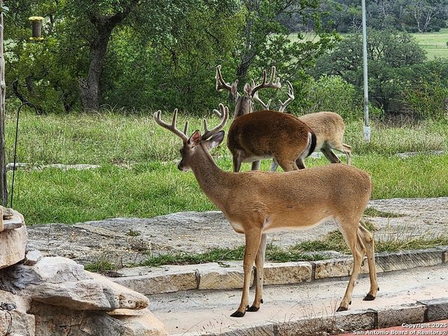 2320 fiedler road, Harper, TX 78028