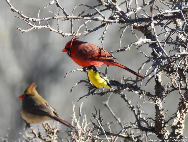 2320 fiedler road, Harper, TX 78028