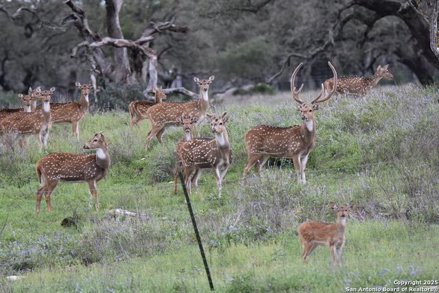 2320 fiedler road, Harper, TX 78028