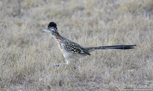 2320 fiedler road, Harper, TX 78028