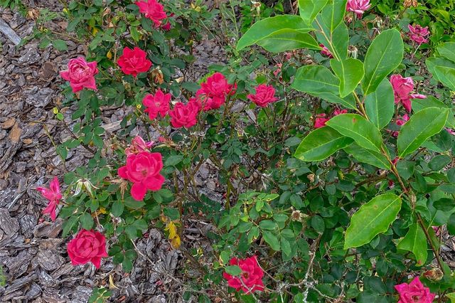 989 NW 231ST WAY, Newberry, FL 32669