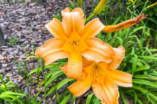 989 NW 231ST WAY, Newberry, FL 32669