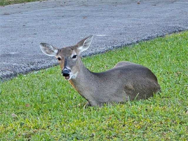 811 HELMSMAN WAY, Palm Harbor, FL 34685