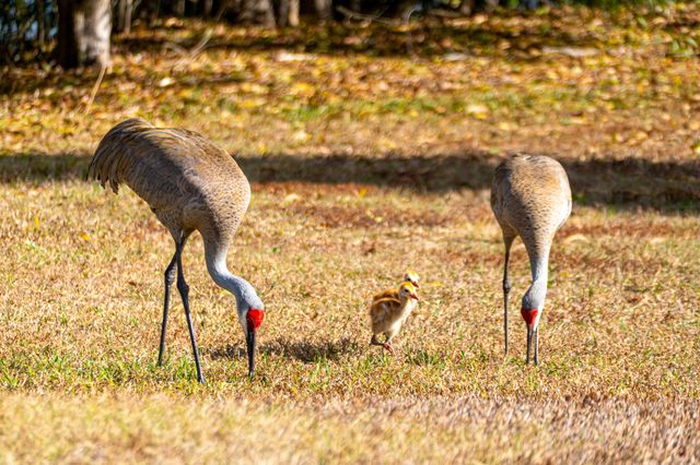 7685 SE Pleasant Ridge Court, Stuart, FL 34997