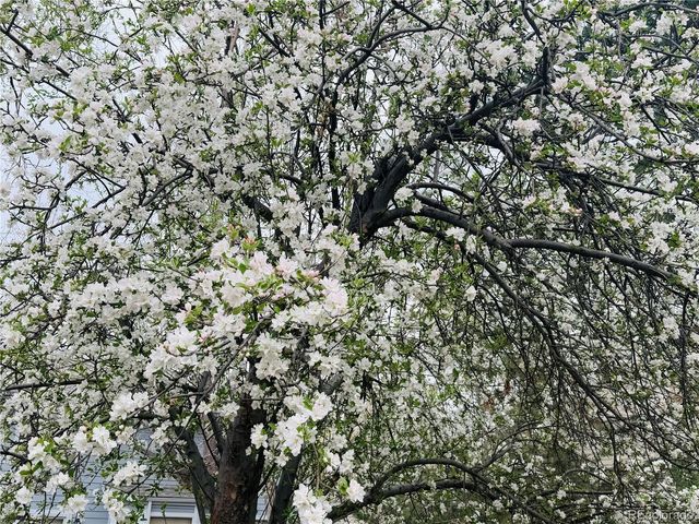 8725 Meadowlark Circle, Highlands Ranch, CO 80126