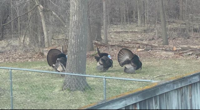 1706 Autumn Lane, Lansing, MI 48912