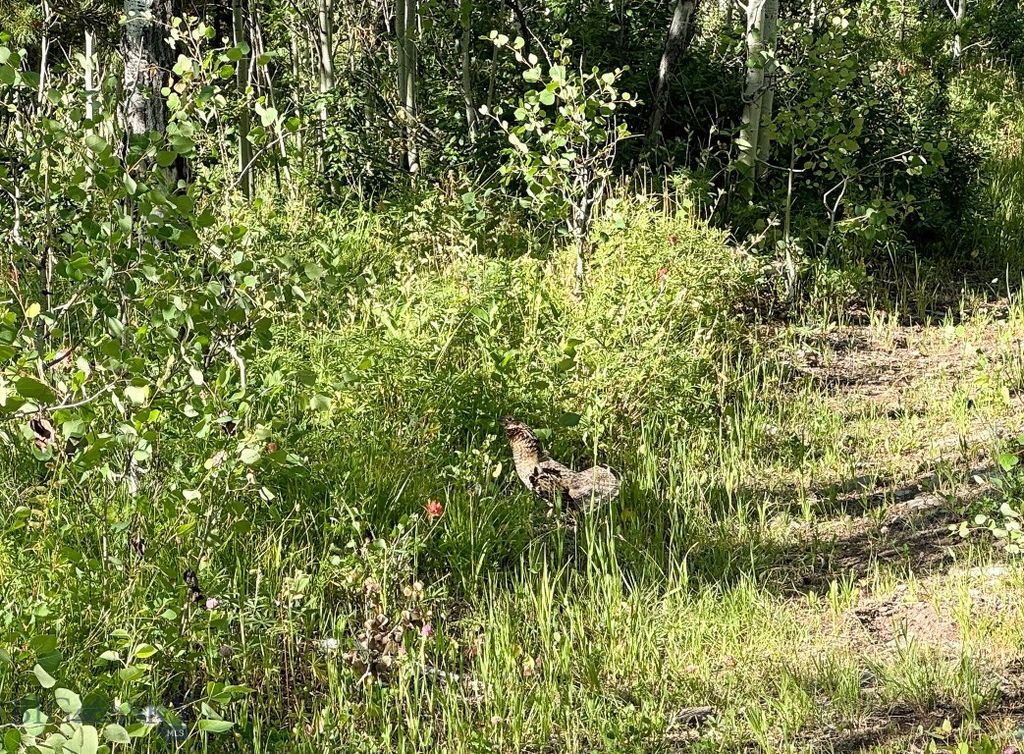 4 Pine Hill Drive, White Sulphur Springs, MT 59645 photo 53