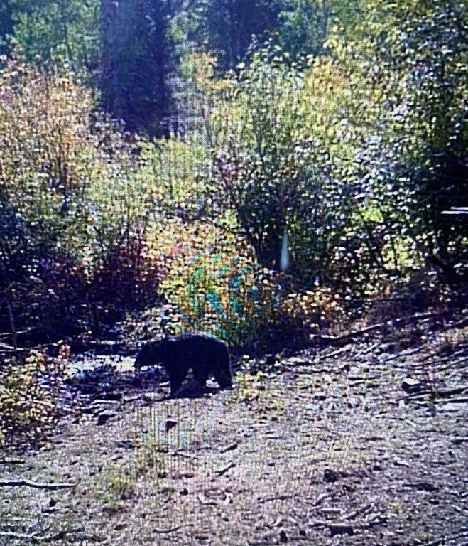 4 Pine Hill Drive, White Sulphur Springs, MT 59645 photo 94