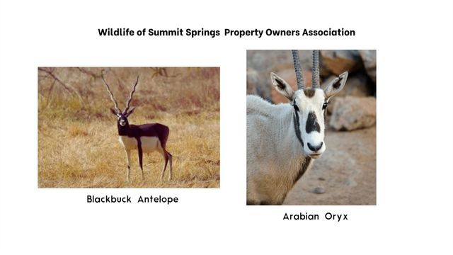 328 Cedar Mountain DR, Marble Falls, TX 78654