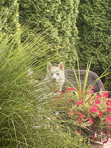 6909 Guffee Ter, College Grove, TN 37046