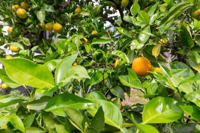 4550 Dickey Dr, La Mesa, CA 91941