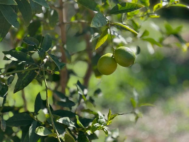 1451 Machado Street, Oceanside, CA 92054