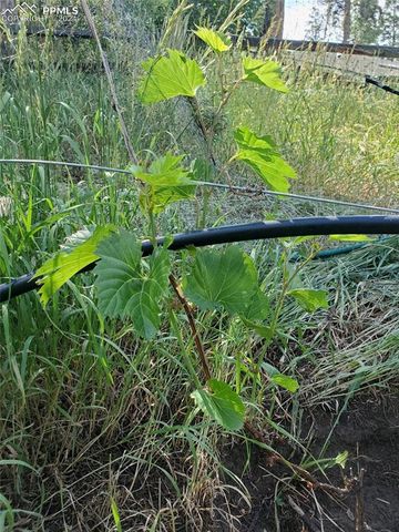 Ute Road, Cascade, CO 80809