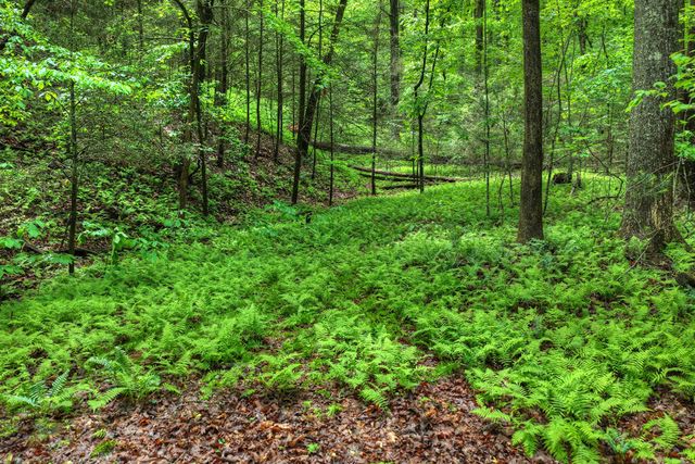 636 Bear Paw Trail, Blue Ridge, GA 30513