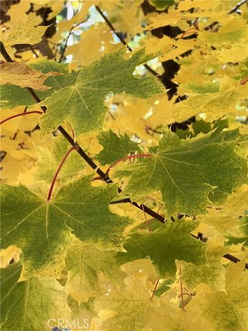 29729 Katharine, Cedar Glen, CA 92321