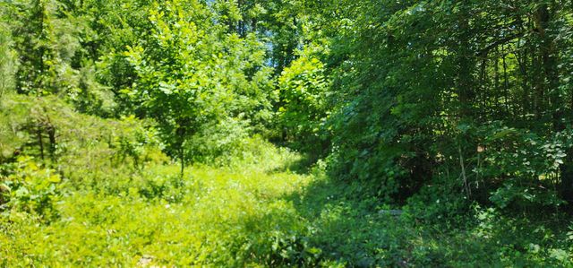 171 Bambi Lane, Mill Spring, NC 28756
