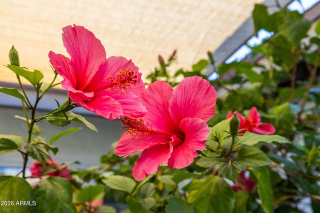 5246 E WINCHCOMB Drive, Scottsdale, AZ 85254