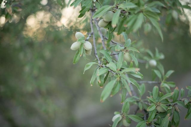 20085 S Hayes Avenue, Riverdale, CA 93656