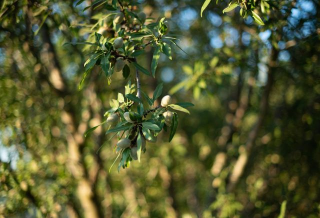 20085 S Hayes Avenue, Riverdale, CA 93656