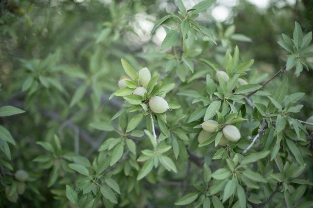 20085 S Hayes Avenue, Riverdale, CA 93656