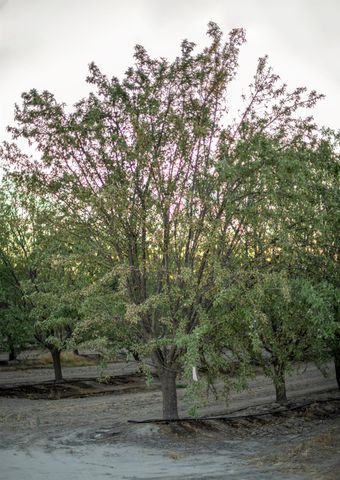 20085 S Hayes Avenue, Riverdale, CA 93656