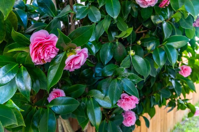 112 Palomar Ln, Vallejo, CA 94591