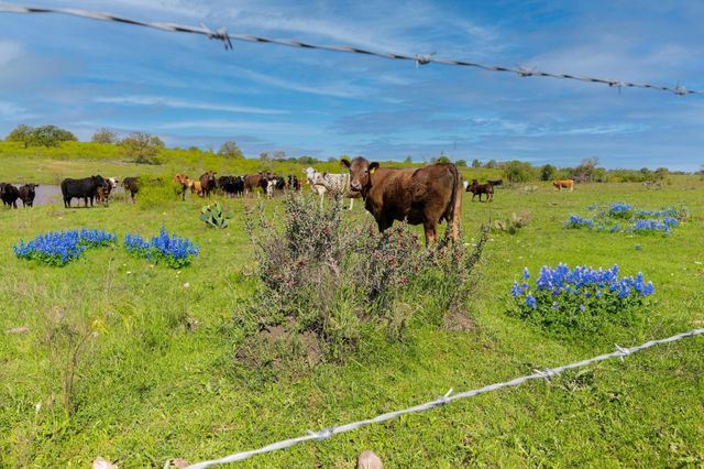 16400 Fetching Ave, Manor, TX 78653