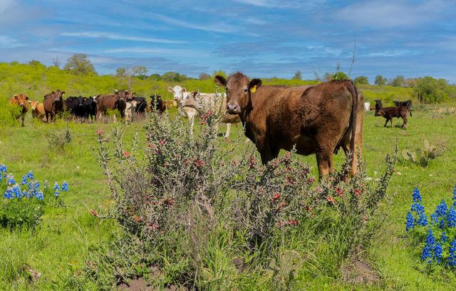 16400 Fetching Ave, Manor, TX 78653