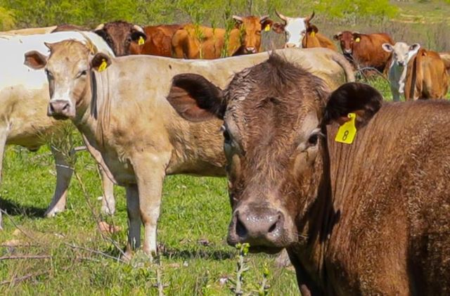 16400 Fetching Ave, Manor, TX 78653