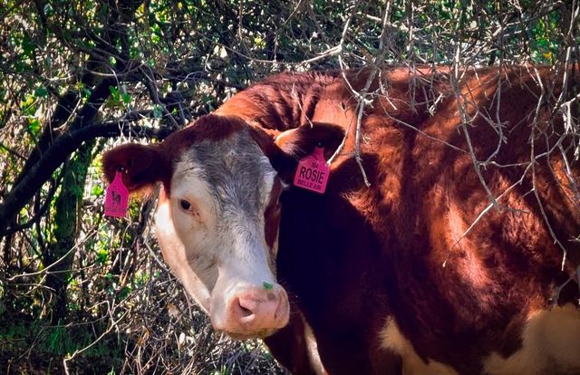 12320 Poppy Lane, Auburn, CA 95602