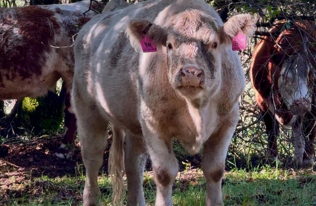 12320 Poppy Lane, Auburn, CA 95602