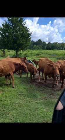 26050 Forest Hills Lane, Waller, TX 77484