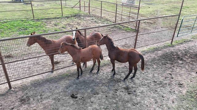 1768 Cutoff Road Road, Clinton, AR 72031